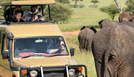Capture the Roar: Why Every Safari Moment Counts