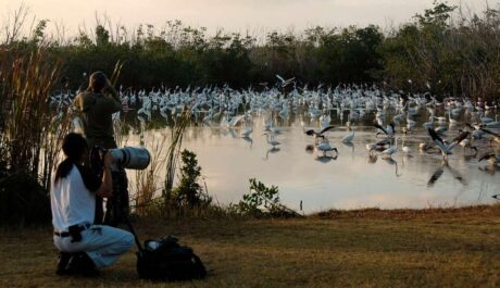 A Community Built on Birds: The Power of a Lifer List