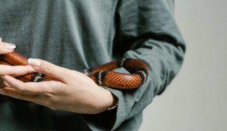 Build the Ultimate Reptile Habitat & Share Your Expertise: A New Way for Stores and Creators to Connect