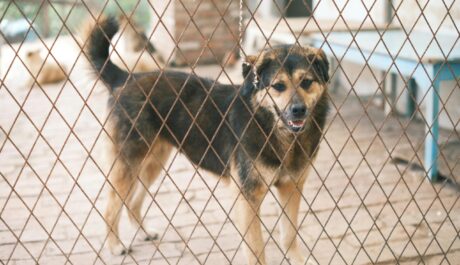 From Shelter to Sofa: How Pet Rescue Nonprofits Can Grow Awareness and Donations Through Social Strudel