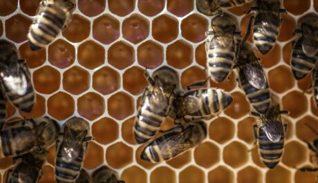 Why Storytelling Matters in the World of Honey and Preserves