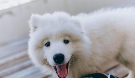 From Wagging Tails to Viral Trails: How Dog Daycares Are Creating Share-Worthy Content