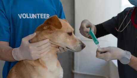 Connecting Tails and Hearts: Why Veterinary Clinics Are Embracing the Happy Visit Wall